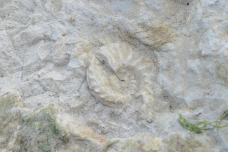 fossile 9